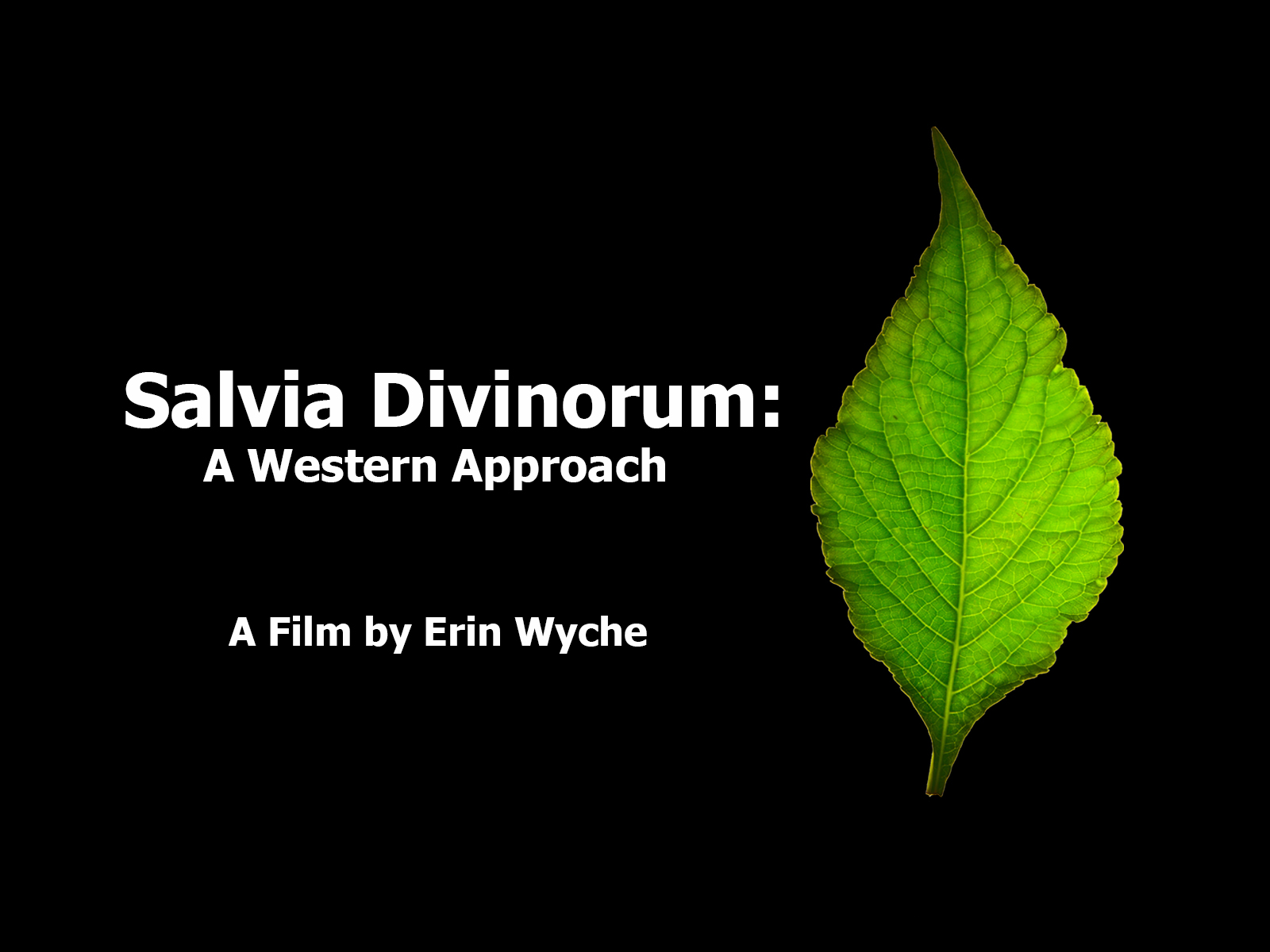 Salvia Divinorum: A Western Approach and Film as Legacy thumbnail